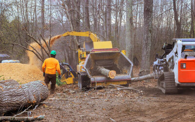 How to Get a Great Deal on Tree Removal