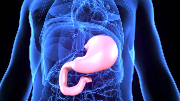 Estudios del Balón Gástrico: Explorando Opciones